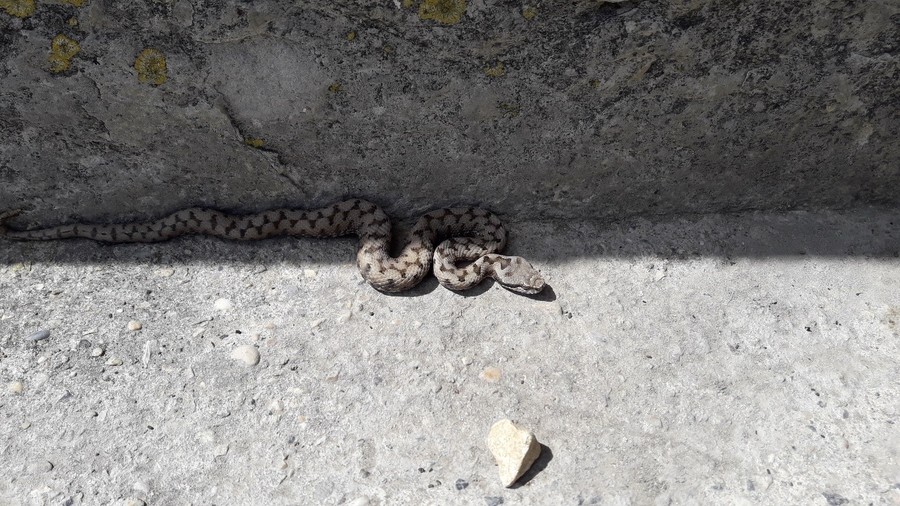 Action 14 - Travaux restauration morphologique