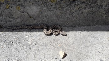 Action 14 - Travaux restauration morphologique