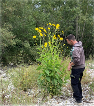 Action 2 - Plan de gestion de la ripisylve