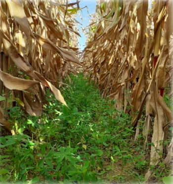 Action 4 - Les CIPAN