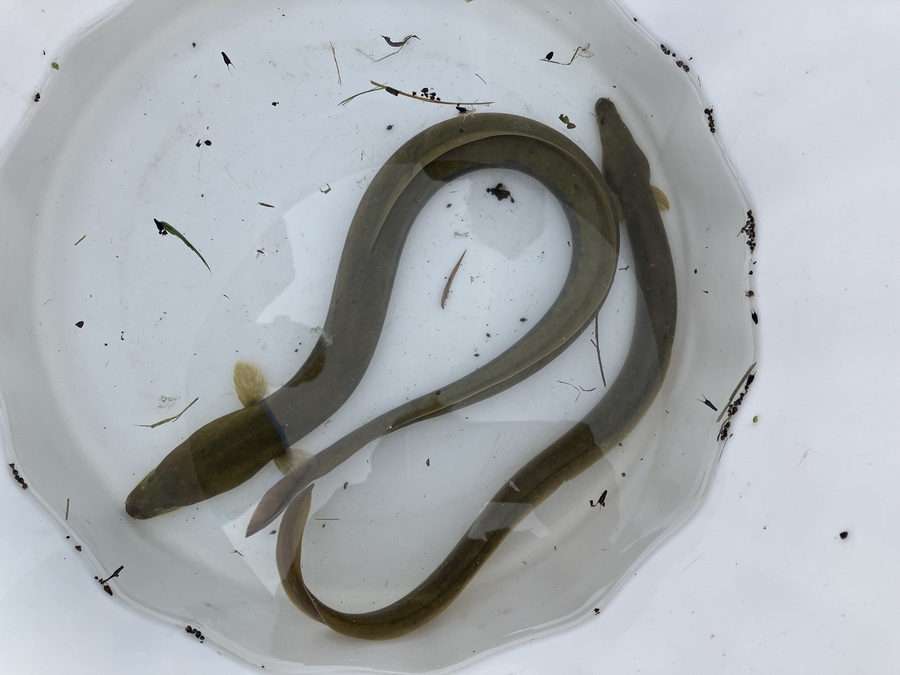 Action 7 - Diagnostic piscicole et astacicole