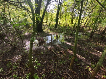 Action 8 - Gestion d'un marais
