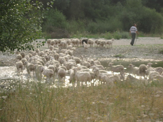 Le pastoralisme du Roubion démarre ! Le pastoralisme du Roubion démarre !